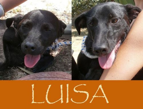 luisa
