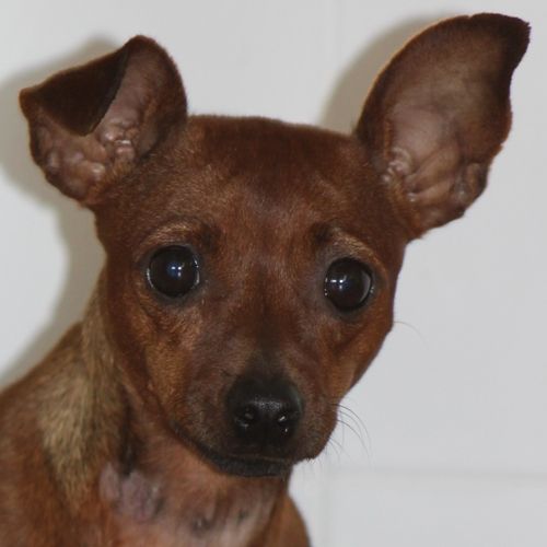 luna_pinscher