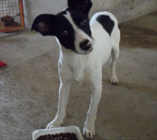 macchia