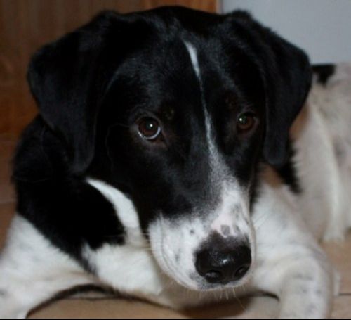 maya-cucciolissimi_1