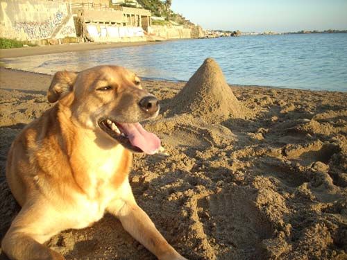 mayariposospiaggia
