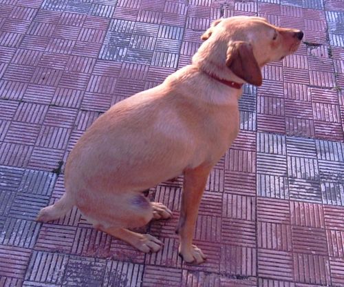 meticcia_3aa