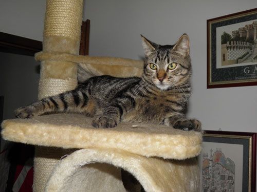 micio_senzacoda