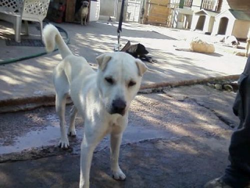 mix_sharpei-rifugio_san_rocco