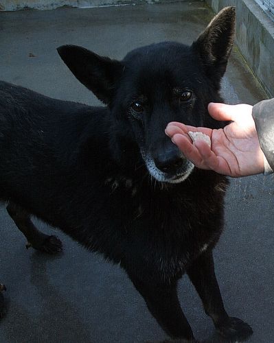 nerone