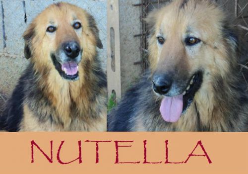 nutella