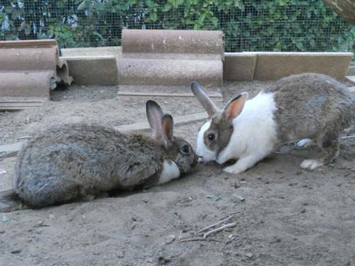 oscar_fluffy_e_martina1