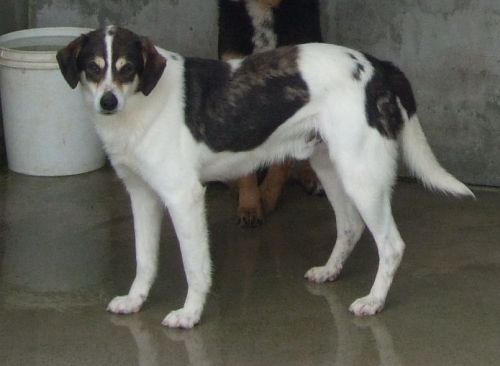 pallino