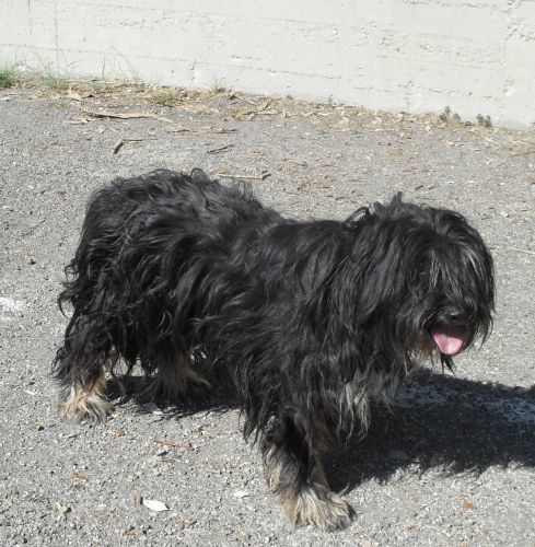 pepito_cinodromo