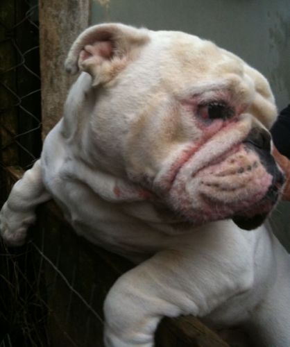 poldo_bull