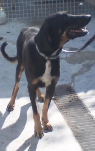 rex_rifugio_san_rocco