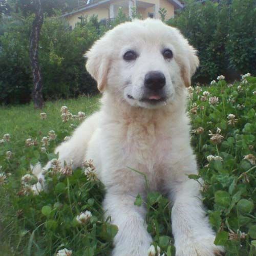 roma-e-francesca