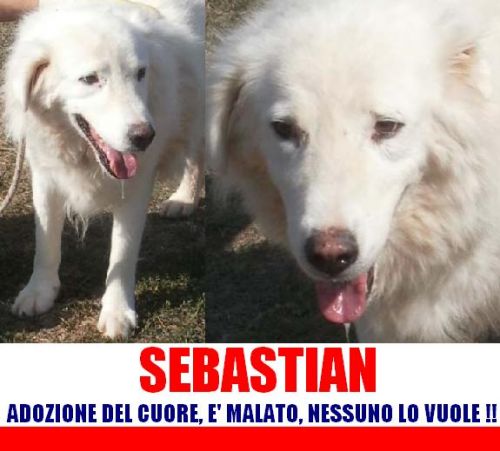 sebastian_APPELLO