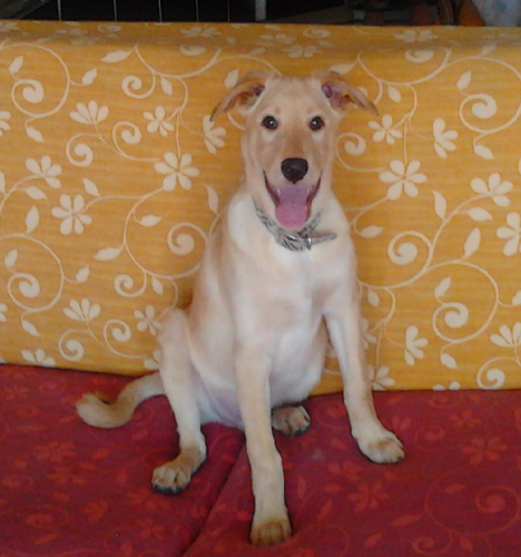 simil_labrador_ce