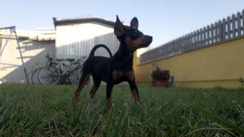 smarrita_pincher2