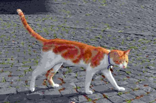 smarrito_Savannah_copy