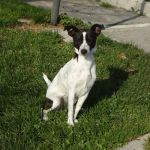 10-12_canile-muratella_1