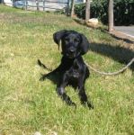 1020-11_boris