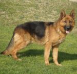 117-12_canile-muratella_2