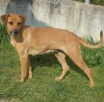 126-12_canile-muratella_1