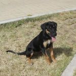 1316-11_muratella_1
