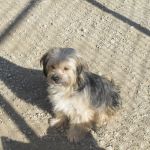 1706-11_canile-muratella_1
