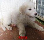 2-fata