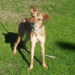 2001-11-canile-muratella_1