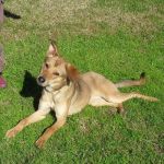 2001-11-canile-muratella_3