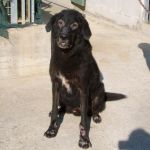 2061-07_canile-muratella