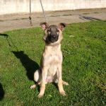 2108-11_canile-muratella_2