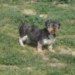 400-12_canile_muratella_1