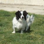 490-12_canile_muratella_1