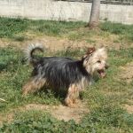 494-12_canile-muratella