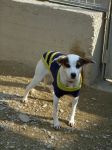 64_12_canile-muratella