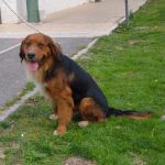 895-10_canile-muratella