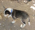 Anuk4