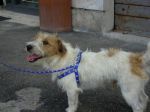 Argo_cucciolo1