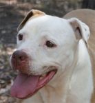Baby_pit_excinodromo_2