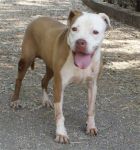 Baby_pit_excinodromo_3