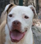 Baby_pit_excinodromo_3A