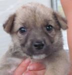 CUCCIOLI_16_x_cucciol