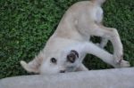 Charlie_guidonia2
