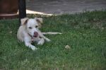 Charlie_guidonia3