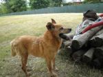 Chien1