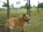 Chien2