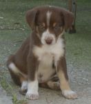 Cuccioli_21.9.2011_n._2