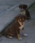 Cuccioli_21.9.2011_n._3