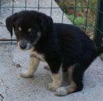 Cuccioli_21.9.2011_n._4