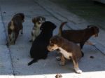 Cuccioli_21.9.2011_n._5